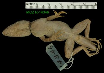 Media type: image;   Herpetology R-14346
